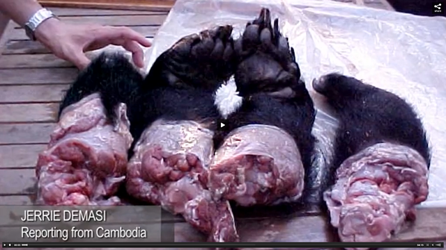 Severed bear paws ready to be served as a delicacy in Cambodia. Photo: Jerrie Demasi / Sydney Morning Herald