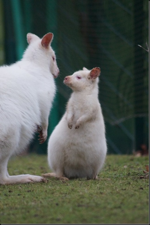 Whitgift White Wallaby 3