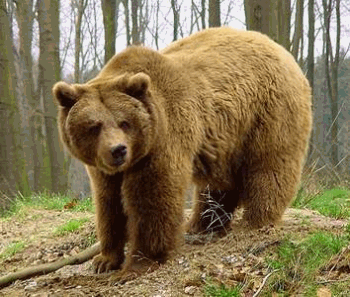 [El%2520proyecto%2520Frutos%2520para%2520el%2520oso%25201%255B8%255D.gif]