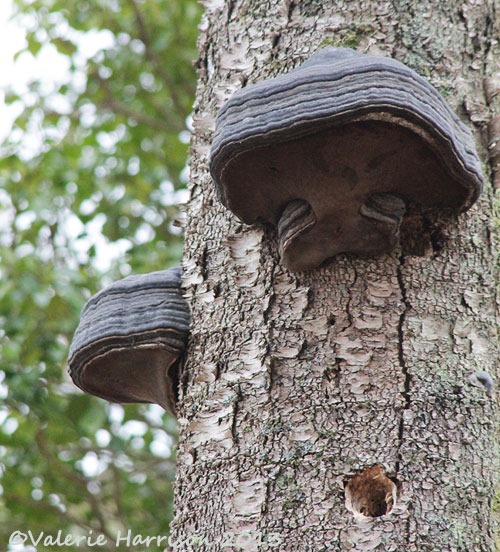 [6-hoof-fungi%255B2%255D.jpg]