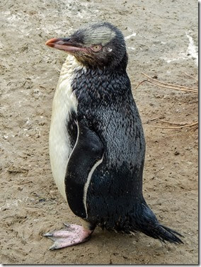 While penguins are flightless they webbed feet and flipper-like wings make them great divers and swimmers