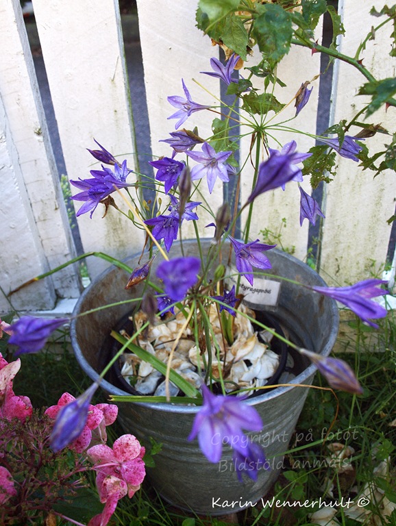 [Miniagapanthus%255B3%255D.jpg]