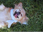 My beloved Pickles performed the most wonderful and unique welcome home dance- I was so fortunate to have been it's recipient! My beloved Pickles performed the most wonderful and unique welcome home dance- I was so fortunate to have been it's recipient!