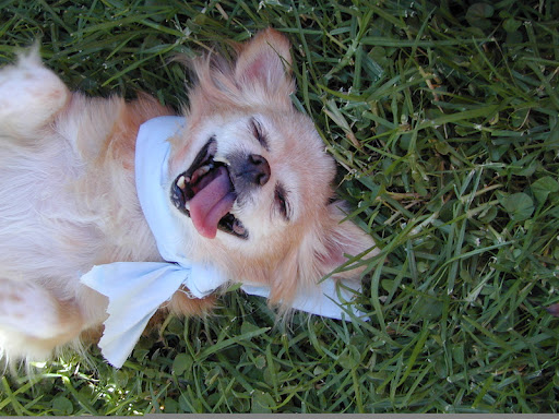My beloved Pickles performed the most wonderful and unique welcome home dance- I was so fortunate to have been it's recipient! My beloved Pickles performed the most wonderful and unique welcome home dance- I was so fortunate to have been it's recipient!
