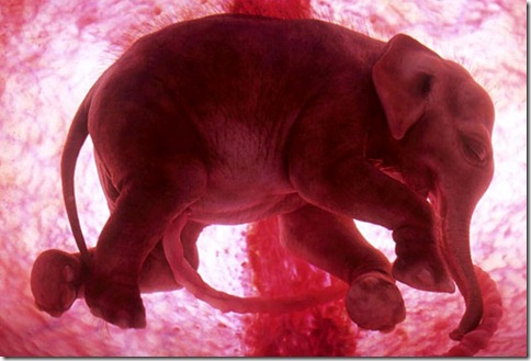 baby-elephant baby-elephant