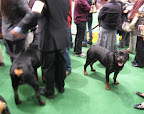 Rottweilers wait to go into the breed ring.