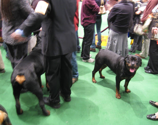 Rottweilers wait to go into the breed ring.