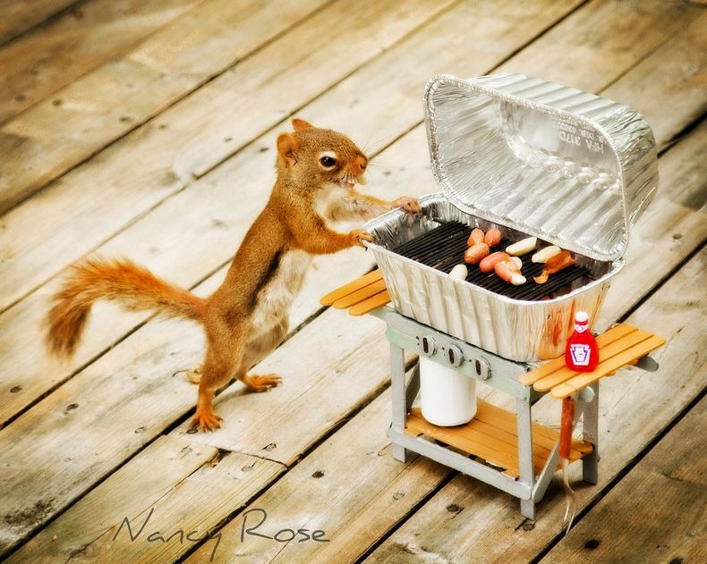 nancy-rose-squirrels-11 nancy-rose-squirrels-11