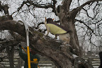 Hi, Danny! I see that you're hard at work, once again pruning these old apple trees. Do you estimate that they're about 50-years old? Hi, Danny! I see that you're hard at work, once again pruning these old apple trees. Do you estimate that they're about 50-years old?
