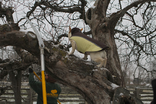 Hi, Danny! I see that you're hard at work, once again pruning these old apple trees. Do you estimate that they're about 50-years old? Hi, Danny! I see that you're hard at work, once again pruning these old apple trees. Do you estimate that they're about 50-years old?