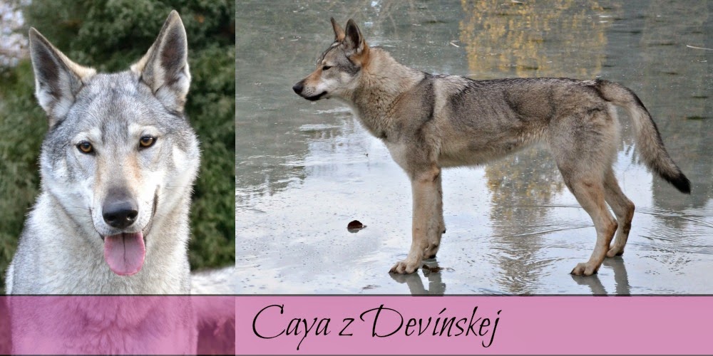 Caya z Devínskej | z Devínskej
