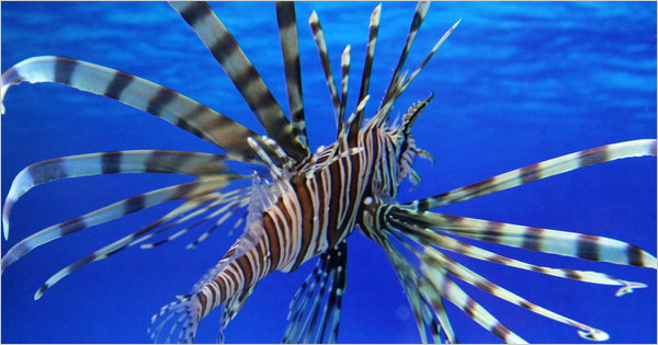 Although the lionfish appears off-putting, some see a growing place for it on American plates. Erik Olsen / The New York Times
