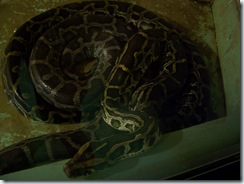 2011.11.25-009 python molure