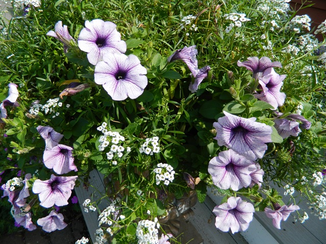 [Flowers%2520summer2011%2520004%255B3%255D.jpg]