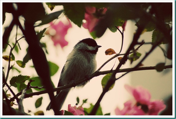 chickadee faded