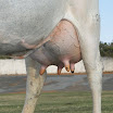 superleite2011_dia1607_78.JPG