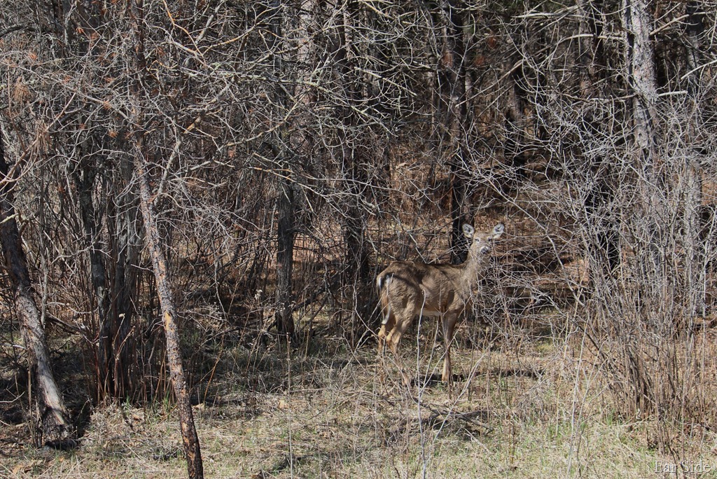 [Wiley%2520Whitetail%255B9%255D.jpg]