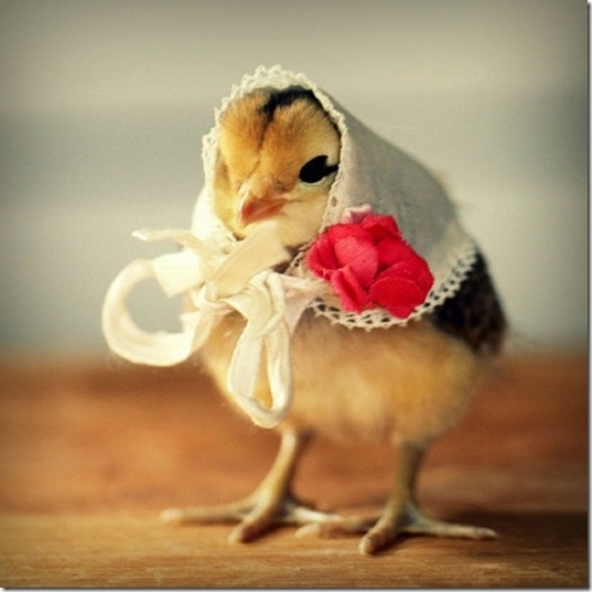 chick-in-hats-5