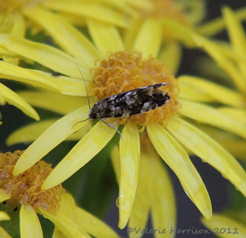 [Cork-Moth-Nemapogon-cloacella-3%255B2%255D.jpg]