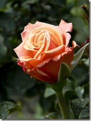Perfectly Peach