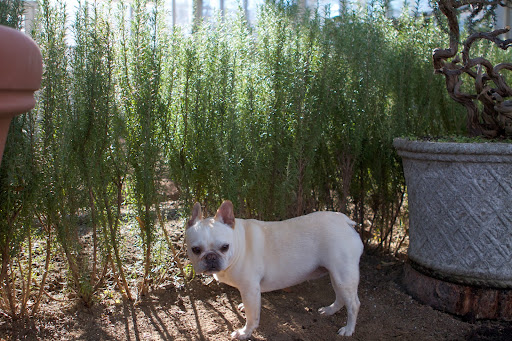 It's nice hanging out in the vegetable greenhouse. It's warm and toasty in here. Plus, there are great aromas, particularly this hedge of rosemary. Native to the Mediterranean, this fragrant herb loves this climate! It's nice hanging out in the vegetable greenhouse. It's warm and toasty in here. Plus, there are great aromas, particularly this hedge of rosemary. Native to the Mediterranean, this fragrant herb loves this climate!