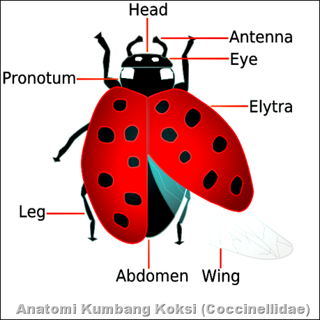 Anatomi Kumbang Koksi_Coccinellidae_Ladybug Anatomy