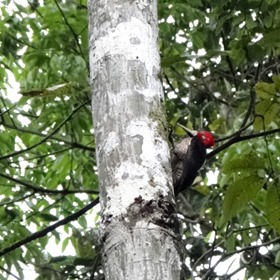 Aves em Mamirauá - Pica-pau