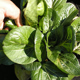 Bok Choy