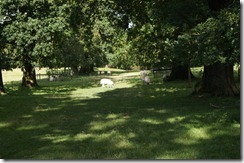 Levens Hall park sheep