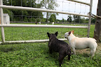 Sharkey, let's see if the donkeys can settle this for us.  Hey donks!  Over here!