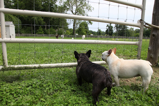 Sharkey, let's see if the donkeys can settle this for us.  Hey donks!  Over here!
