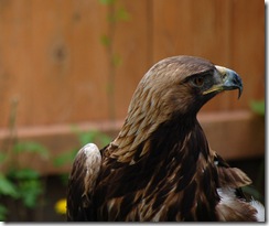 aviary62
