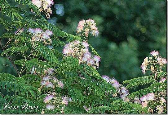 Mimosa_Blooms