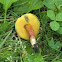 Boletus campestris (2 of 2)