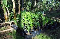 pinoyecofarm december _0143.JPG