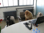 We came here to talk about our compensation.  It's been a long time since our last treat raise!