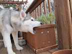She didn't so I sent out side and chewed a bit on here herb planter. She wasn't too happy.