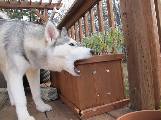 She didn't so I sent out side and chewed a bit on here herb planter. She wasn't too happy.