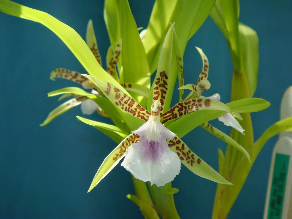 [OR%2520Aspasia%2520lunata%255B4%255D.jpg]