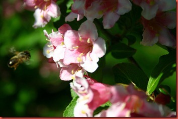 IMG_1250 IMG_1250