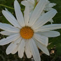 Daisy