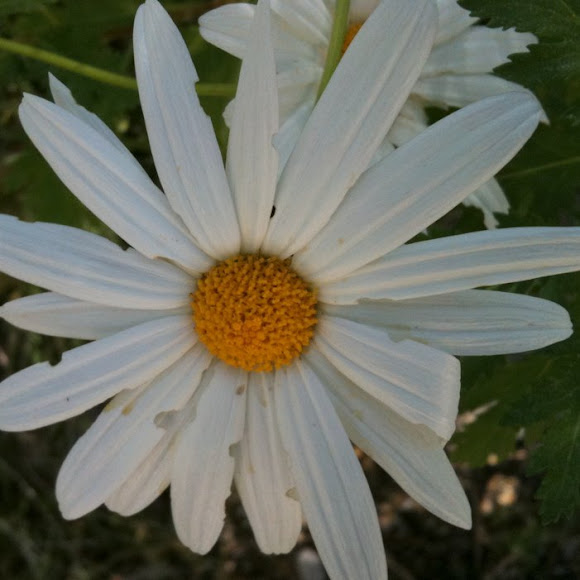 Spotting Image 1
