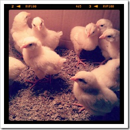 chicks
