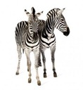 duplicate_rows duplicate_rows
