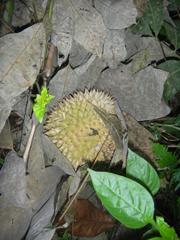 [durian%2520balik%2520pulau%25208%255B2%255D.jpg]