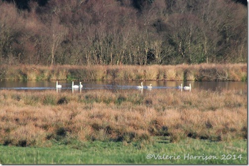 Whoopers