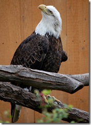aviary58