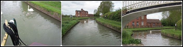 C Signets squashed