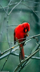 Cardinal 8 (1 of 1) Cardinal 8 (1 of 1)