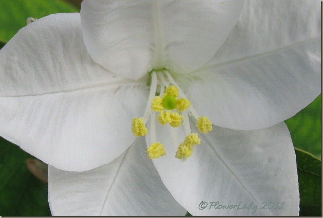 08-08-white-orchid-tree-bloom2